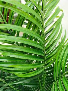Fabricant Guangdong Plante Artificielle <span class=keywords><strong>En</strong></span> <span class=keywords><strong>Pot</strong></span> Areca <span class=keywords><strong>Palmier</strong></span> Hawaii Tropical Faux <span class=keywords><strong>Phoenix</strong></span> <span class=keywords><strong>Palmier</strong></span> Pour Intérieur Extérieur Bureau Décor - Product Image 2