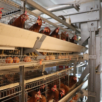 Cage à poulet automatique de haute qualité avec télécommande pour le prix d'usine d'élevage de couches à usage agricole