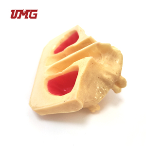 Modelo de Implante Dental para Enseñanza, Modelo de Dientes del Seno Maxilar para Práctica Odontológica - Product Image 4