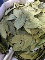 Feuilles de Laurier Brutes Séchées AD de Qualité Supérieure d'Origine Chine 50Kg Vente en Gros Guangxi pour Importateurs et Distributeurs Étrangers