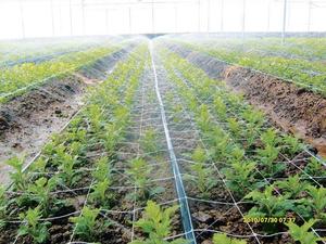 <span class=keywords><strong>Cinta</strong></span> <span class=keywords><strong>de</strong></span> Riego por Aspersión Negra ShengDa <span class=keywords><strong>de</strong></span> 32 mm <span class=keywords><strong>de</strong></span> Diámetro, Material Plástico PE, Manguera <span class=keywords><strong>de</strong></span> Riego para Agua y Fertilizante - Product Image 3