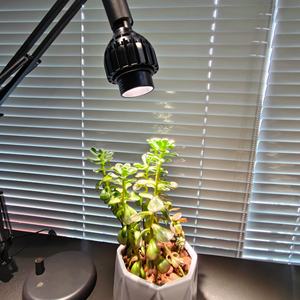 <span class=keywords><strong>Foco</strong></span> LED Par30 <span class=keywords><strong>de</strong></span> Alta Luminosidad <span class=keywords><strong>de</strong></span> 20 W con Enfoque Ajustable, Luz <span class=keywords><strong>de</strong></span> Relleno SMD 2835 <span class=keywords><strong>de</strong></span> Aluminio <span class=keywords><strong>para</strong></span> el <span class=keywords><strong>Crecimiento</strong></span> <span class=keywords><strong>de</strong></span> <span class=keywords><strong>Plantas</strong></span> - Product Image 1