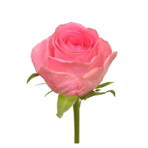Premium Kenyan potongan bunga segar Smoothie merah muda mawar kepala besar 40cm batang grosir ritel potongan segar mawar