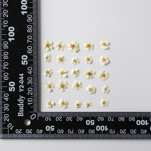 Fiori di Narciso Veri Pressati, Adesivi di Narcisi Essiccati per Creazioni Fai-da-Te in Resina Epossidica, Natale, Laurea, San Valentino, Halloween, Pasqua - Product Image 3