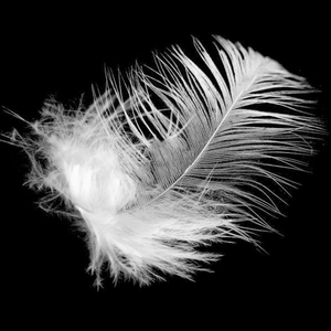 Plumes de <span class=keywords><strong>canard</strong></span> blanches, prix usine, pour oreiller, haute puissance de rembourrage, lavées, <span class=keywords><strong>duvet</strong></span> de <span class=keywords><strong>canard</strong></span> et <span class=keywords><strong>d</strong></span>'<span class=keywords><strong>oie</strong></span> neuf - Product Image 2