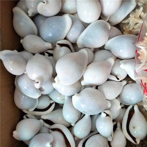 천연 소라 껍질의 공장 직접 판매 어항 웨딩 DIY 창조적 인 가정 장식 화이트 소라 쉘 - Product Image 2