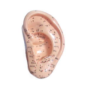 Modelo de Puntos de Acupuntura para la Oreja, Zona de Reflejos Estándar, Una Pieza, 13cm x 22cm - Product Image 1