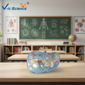 Modèle de segment de foie humain en PVC transparent pour la formation médicale et la <span class=keywords><strong>recherche</strong></span> dans les écoles - Product Image 4