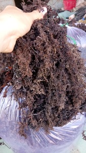 HOT HOT ! !! Algues Sargasses du Vietnam avec des normes d'exportation élevées et un prix compétitif en 2023 - Product Image 3