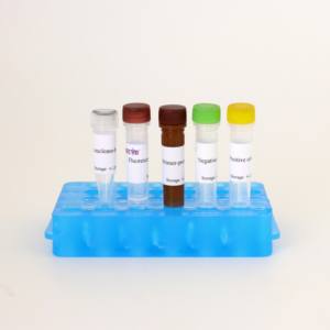 아프리카 돼지 열병 바이러스 (ASFV) 실시간 PCR 검출 키트-CE/ISO 인증, 96 가지 테스트 - Product Image 2