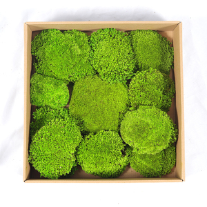 Preserved <strong>Moss</strong> Green Lichen <strong>Moss</strong> DIY Wall Real Natural Stabilized Preserved <strong>Bun</strong> Pillow Cushion Pole <strong>Moss</strong> - Product Image 5