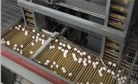 Fournisseurs d'équipements avicoles automatiques à bon prix, cages de type A pour poules pondeuses