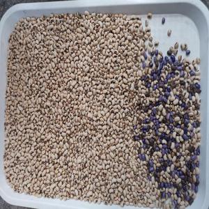 Máquina Clasificadora Óptica Automática de Ingredientes Alimenticios para la Eliminación de Defectos e Impurezas - Product Image 5