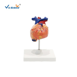 Modèle anatomique naturel de cœur humain de grande taille avec chambres cardiaques détachables - outil pédagogique pour les étudiants en médecine. - Product Image 5