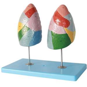 Modelo de Enseñanza Médica, Modelo Anatómico de Segmentos Pulmonares Humanos para Educación en Respiración y Pulmonología - Product Image 4