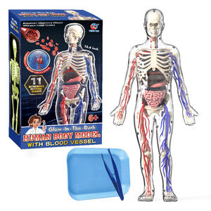 Modèles de circulation sanguine humaine en gros, os luminescents, aides pédagogiques d'anatomie, jouets transparents du corps humain - Product Image 2