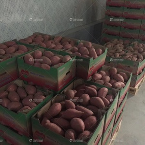 สายการผลิตมันเทศอัตโนมัติแบบกำหนดเองจากโรงงาน เครื่องแช่ล้างและอบแห้งมันเทศด้วยลม - Product Image 3