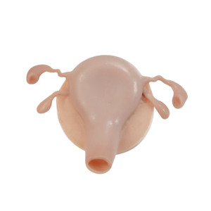 Modello di formazione per miomectomia uterina modello di formazione medica modello di insegnamento ospedaliero e scolastico - Product Image 6