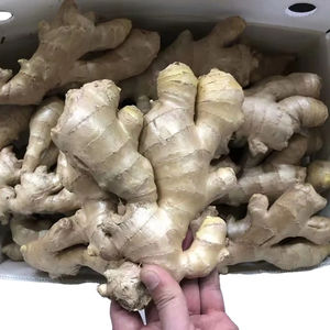 <span class=keywords><strong>Venta</strong></span> caliente 80-150g Jengibre al por mayor para la exportación con la mejor calidad y precio barato Jengibre fresco de alta calidad con Global Gap & Haccp - Product Image 1