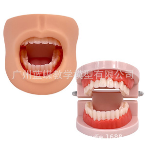 Modèle naturel de soins et de santé dentaire, modèle avancé de soins bucco-dentaires (avec joues et langue). - Product Image 3