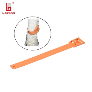 Bande de jambe Laipson de haute qualité de sortie Tpu pour les bovins bovins - Product Image 5