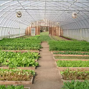 Personnalisé 500 Sqm Multi-span Hoop Film Plastique Ventilation Automatisation Grand Tunnel Légumes <span class=keywords><strong>Serre</strong></span> pour hydroponique - Product Image 2