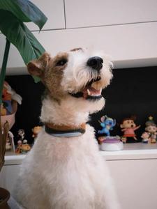 <span class=keywords><strong>Collar</strong></span> de Perro de Diseño Ecológico y de Lujo con Patrón Sólido, Cuero Genuino y Cierre de Hebilla Ajustable, Diseño Duradero - Product Image 5