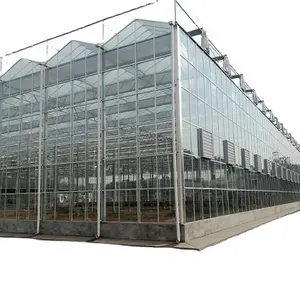 High Efficiency Large Multi-Span Glass Agricultural Greenhouse