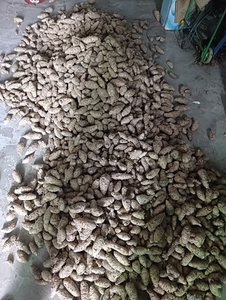 Cúrcuma Negra Fresca Más Vendida con 100% de Pureza, Cultivada Naturalmente, Usos Múltiples, Cúrcuma Negra en Venta - Product Image 6