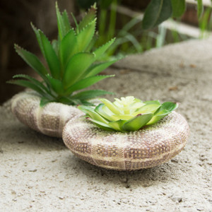 Oursins décoratifs de grande taille pour l'artisanat et la décoration, pour les plantes aériennes - Product Image 5