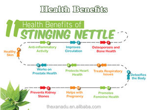 Feuilles et racines d'<span class=keywords><strong>ortie</strong></span> piquante séchées naturelles Xanadu, thé aux herbes, croissance biologique, vente en gros, approvisionnement direct, meilleurs produits botaniques, herbe - Product Image 3