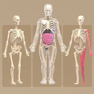 Modelo de Anatomía del <span class=keywords><strong>Cuerpo</strong></span> <span class=keywords><strong>Humano</strong></span> para Enseñanza Biológica STEM, Kit de Ciencia de Órganos del Torso para Ensamblar, con Huesos que Brillan en la Oscuridad - Product Image 3