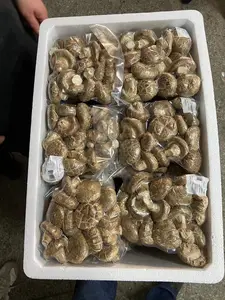 Jamur Shiitake dikemas vakum dengan masa umur simpan yang sangat panjang