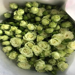 Ramo de Rosas Largas Multicabeza con Base de Burbujas para <span class=keywords><strong>el</strong></span> Día de la Madre, Venta al por Mayor, Compra en Grupo, Suministro de Kunming, Yunnan - Product Image 3