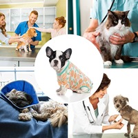 Direkt vom Hersteller: Sterilisationsanzug für Hunde und Katzen, Sommergebrauch, Postoperative Rehabilitation, Pflege, Entwöhnung, Europa