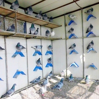 Perchoir en bois et support en plastique pour oiseaux, cadre de repos pour pigeons, perchoir pour oiseaux