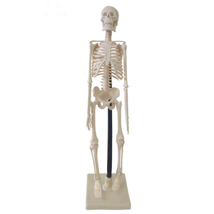 هيكل عظمي صغير الحجم 42 سم من Sciedu هيكل عظمي نموذجي للجسم شكل جسد الإنسان هيكل عظمي نموذجي للجسم