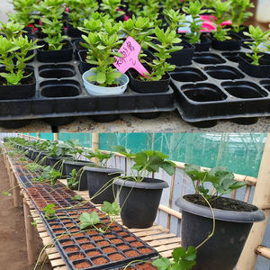 Plateau <span class=keywords><strong>de</strong></span> semis carré en plastique PET <span class=keywords><strong>de</strong></span> haute qualité à <span class=keywords><strong>21</strong></span> cellules pour la croissance des micro-pousses et des semis en serres - Product Image 6