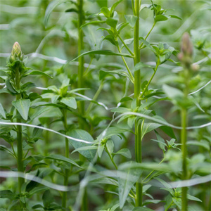 Treillis <span class=keywords><strong>de</strong></span> jardin Support <span class=keywords><strong>pour</strong></span> plantes <span class=keywords><strong>Filet</strong></span> extérieur Tiges <span class=keywords><strong>de</strong></span> vigne Protéger le <span class=keywords><strong>filet</strong></span> <span class=keywords><strong>de</strong></span> treillis <span class=keywords><strong>de</strong></span> chanvre - Product Image 3