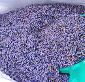 Flor de <span class=keywords><strong>lavanda</strong></span> seca natural 100% Flores de <span class=keywords><strong>lavanda</strong></span> secas reales con precio al por mayor - Product Image 3