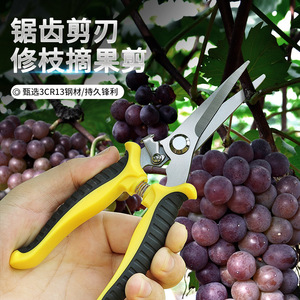 Tijeras de podar personalizadas de alta eficiencia para huertos, ramas gruesas, ramas en flor, injertos y podas de brotes. - Product Image 4