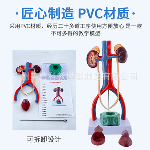 Modèle du système urinaire humain : anatomie de l'urétére, de la vessie, de l'urètre et du rein ; modèle du système reproducteur médical (3D). - Product Image 2