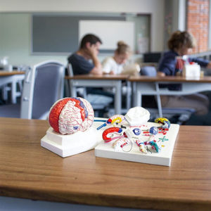 चिकित्सा विज्ञान स्कूल प्रशिक्षण के लिए मानव शरीर मस्तिष्क शारीरिक मॉडल चिकित्सा विज्ञान पीसी - Product Image 4