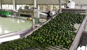 Máquina de Línea de Producción de Aceite de Aguacate Prensado en Frío de 3T/H - Product Image 4