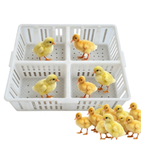 Panier de transport pour poussins d'un jour en PP, neuf, avec 4 compartiments, capacité 60 poussins, pour livraison et vente