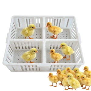 Cesta para pollitos de un día, caja de transporte de PP para 60 pollitos, con 4 compartimentos, de nuevos materiales, para <span class=keywords><strong>venta</strong></span>. - Product Image 6