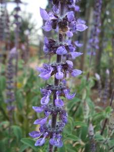 สารสกัดจาก <span class=keywords><strong>Coleus</strong></span> forskohlii สารสกัดจาก <span class=keywords><strong>forskohlin</strong></span> - Product Image 4