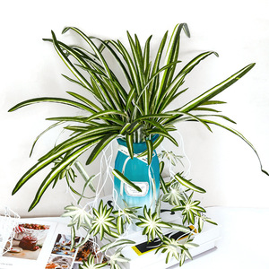 Plante artificielle murale en forme d'araignée, verdure suspendue pour la décoration intérieure, style minimaliste, emballage individuel - Product Image 2