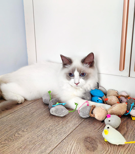 Jouets populaires en promotion pour chats : souris en peluche amusantes, jouets à mâcher pour chats, cinq couleurs, jouets à la catnip pour animaux de compagnie - Product Image 4