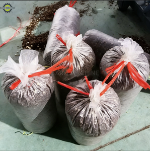Piccola Macchina Automatica per il Riempimento di Sacchetti di Substrato per Funghi <span class=keywords><strong>Pleurotus</strong></span> e Shiitake, Attrezzatura per la Coltura di Funghi <span class=keywords><strong>Commestibili</strong></span> - Product Image 6